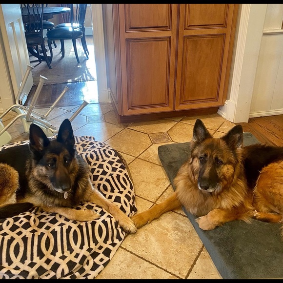 Meet your Posher, Shiret - Picture 1 of 1